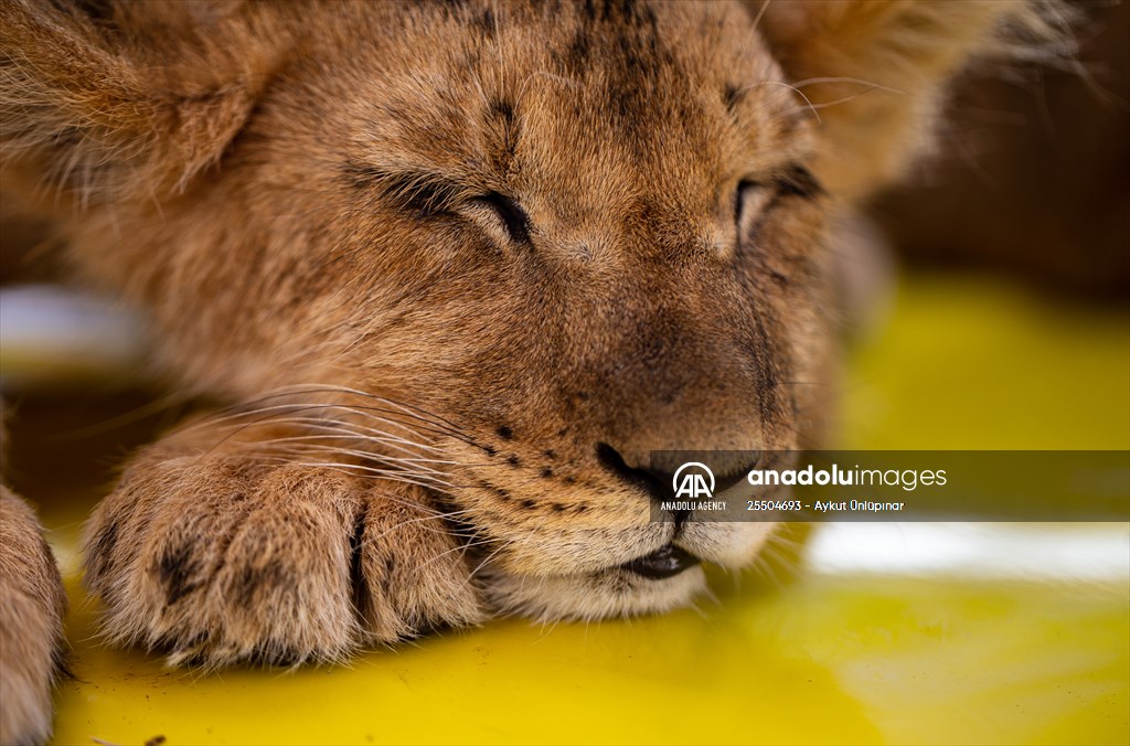 Lion Park in Turkish capital Ankara