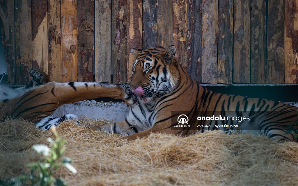 Lion Park in Turkish capital Ankara