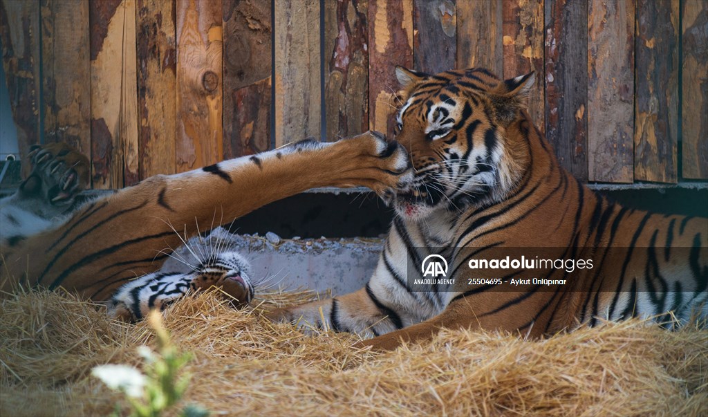 Lion Park in Turkish capital Ankara