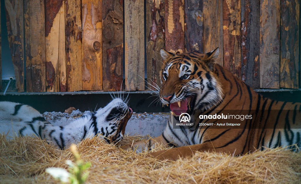 Lion Park in Turkish capital Ankara