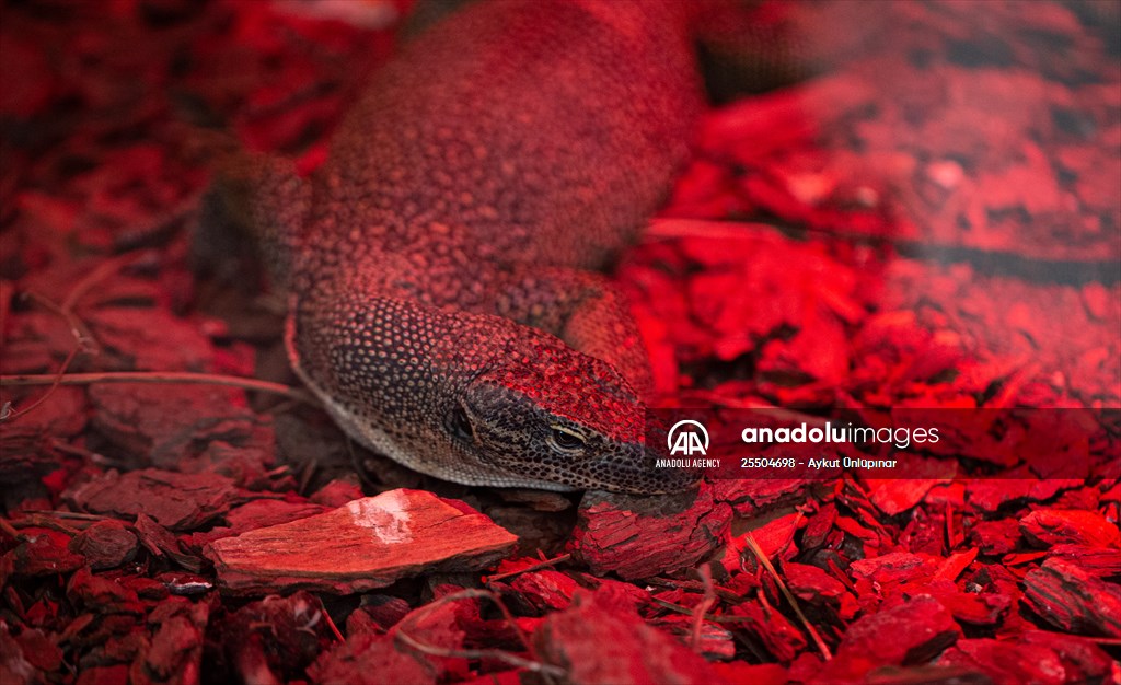 Lion Park in Turkish capital Ankara