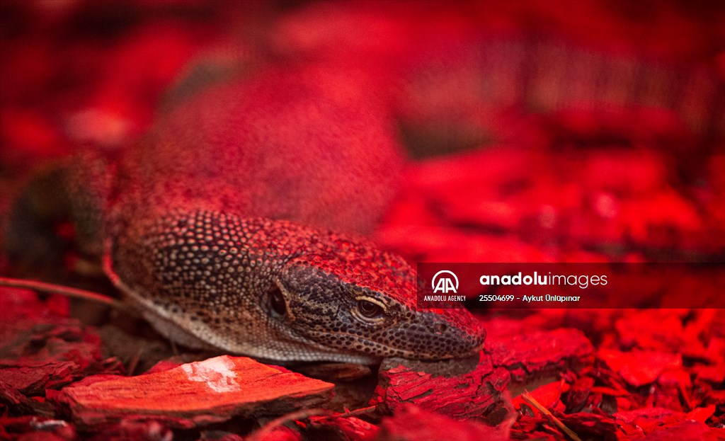 Lion Park in Turkish capital Ankara