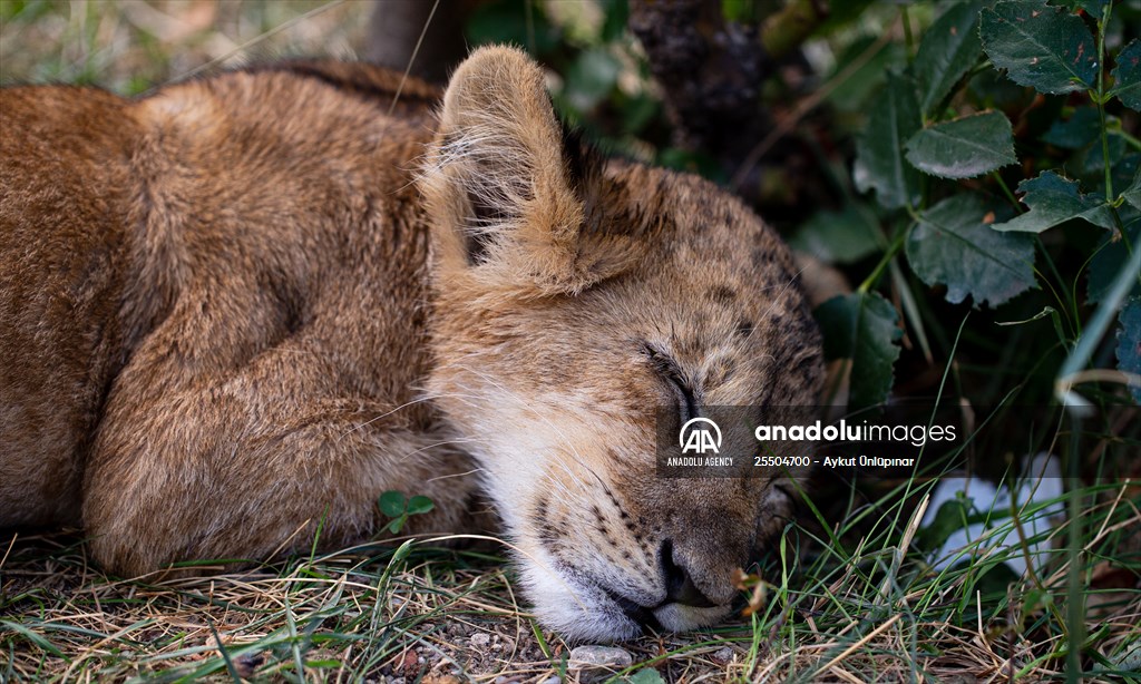 Lion Park in Turkish capital Ankara