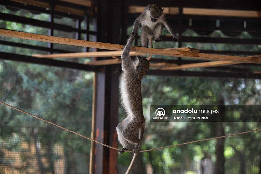 Lion Park in Turkish capital Ankara