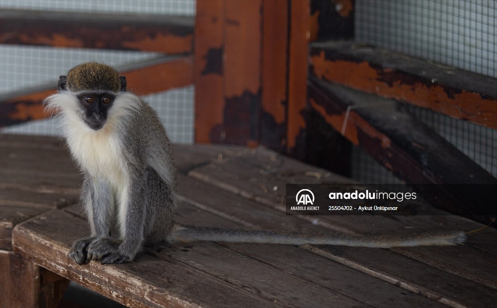 Lion Park in Turkish capital Ankara
