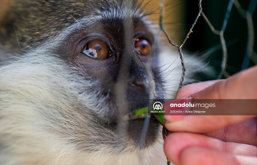 Lion Park in Turkish capital Ankara