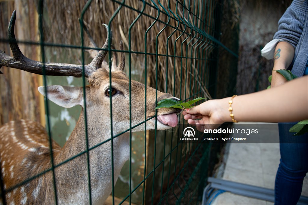 Lion Park in Turkish capital Ankara