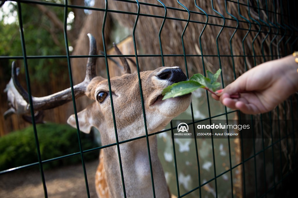 Lion Park in Turkish capital Ankara
