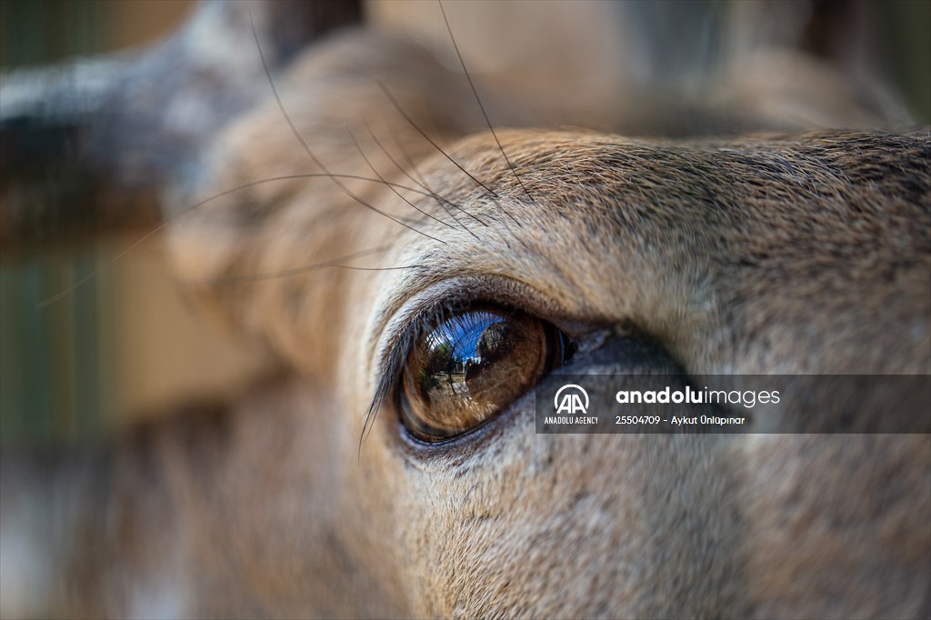 Lion Park in Turkish capital Ankara