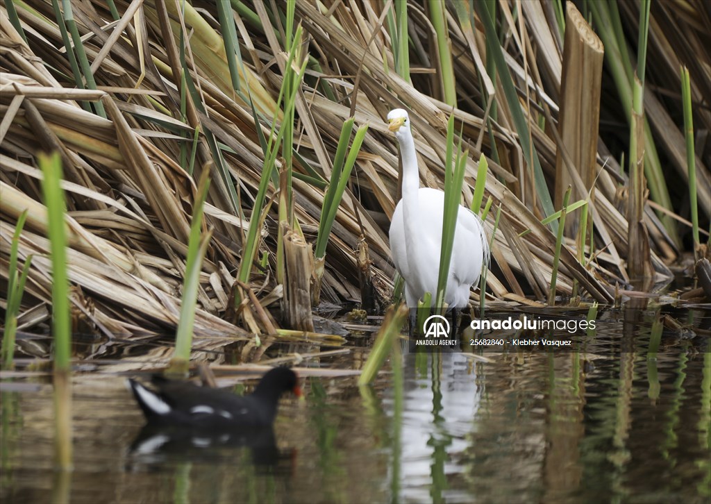 Wildlife Refuge Pantanos de Villa in Lima