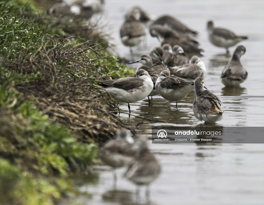 Wildlife Refuge Pantanos de Villa in Lima