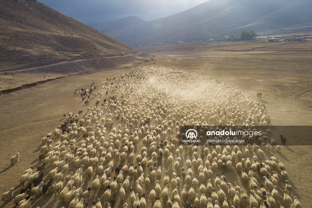 Flocks of sheep being brought down from highlands of Van before winter season