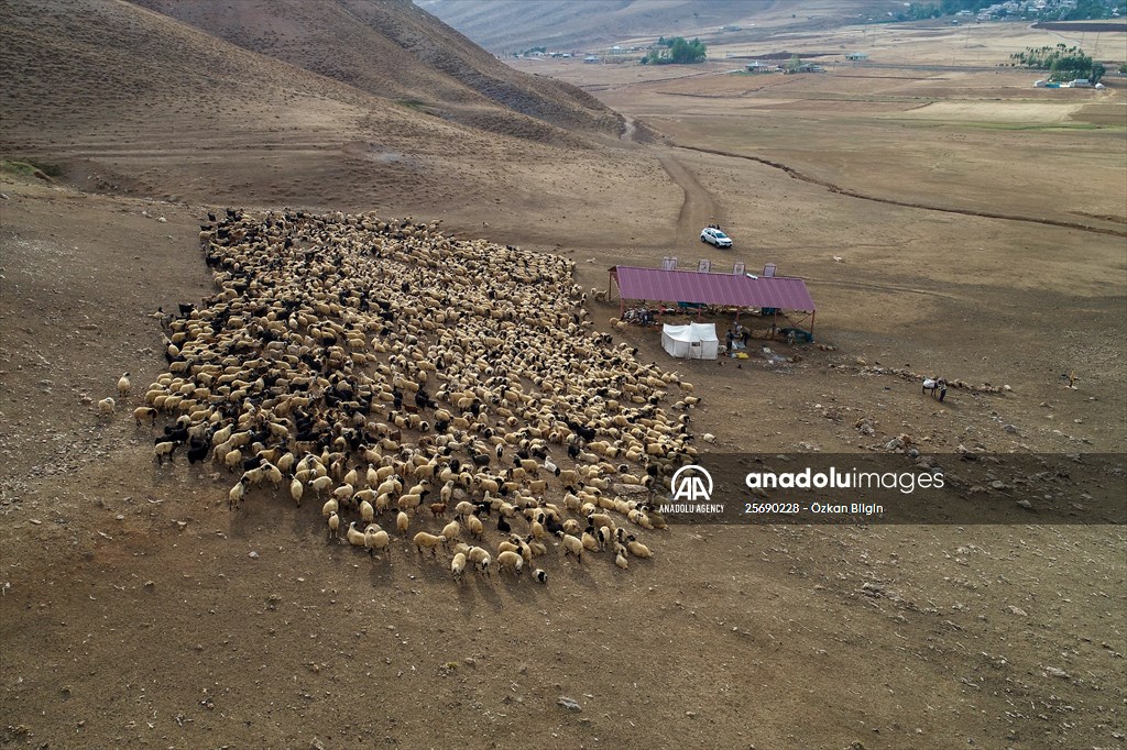 Flocks of sheep being brought down from highlands of Van before winter season