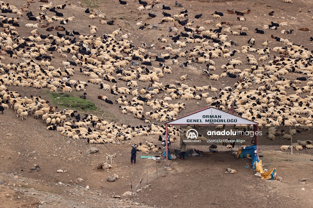 Flocks of sheep being brought down from highlands of Van before winter season