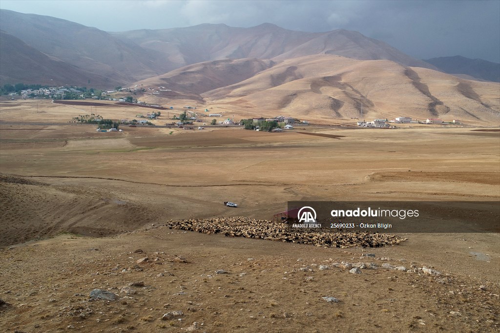 Flocks of sheep being brought down from highlands of Van before winter season