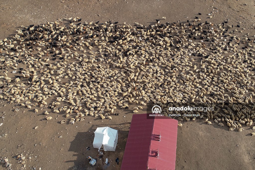 Flocks of sheep being brought down from highlands of Van before winter season