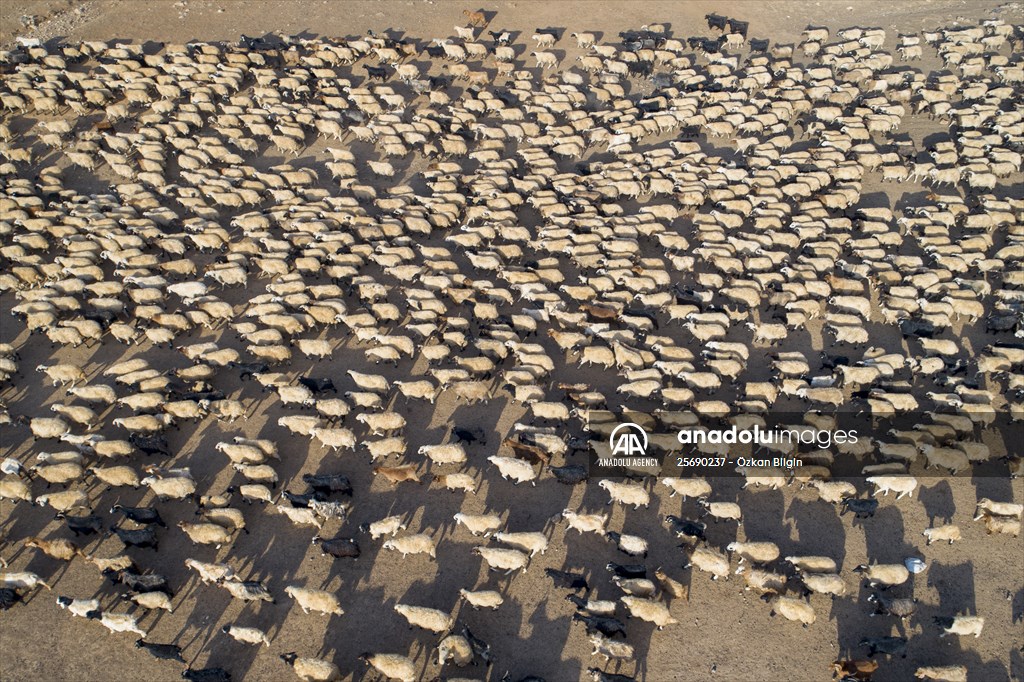 Flocks of sheep being brought down from highlands of Van before winter season