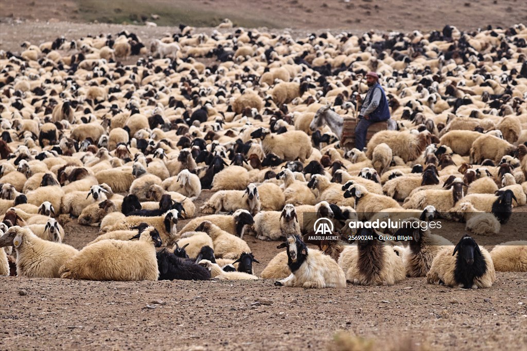 Flocks of sheep being brought down from highlands of Van before winter season