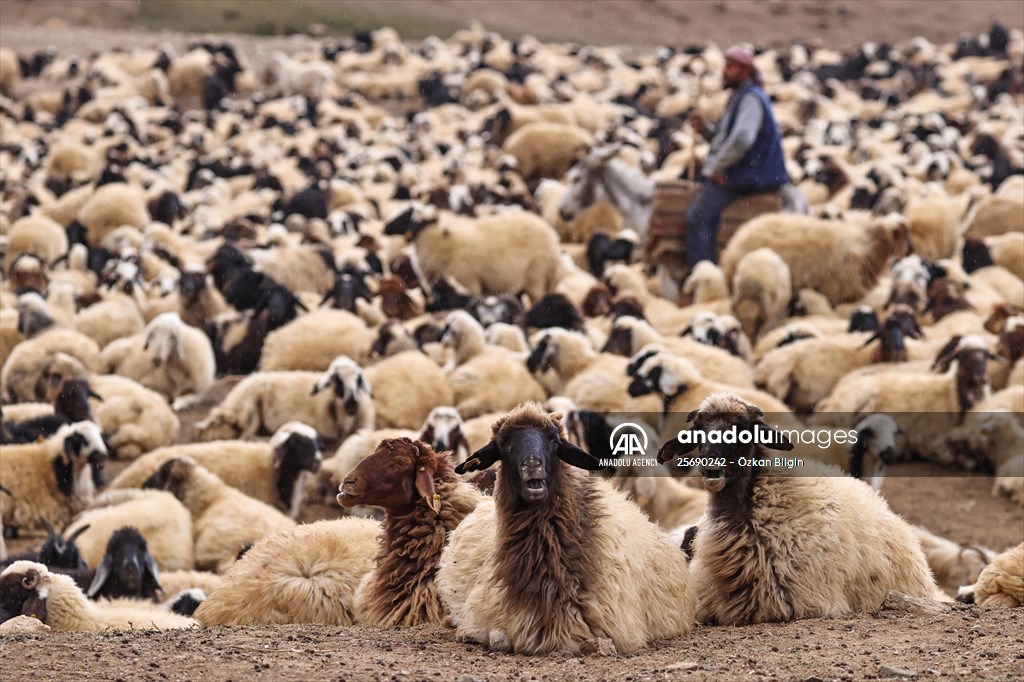 Flocks of sheep being brought down from highlands of Van before winter season