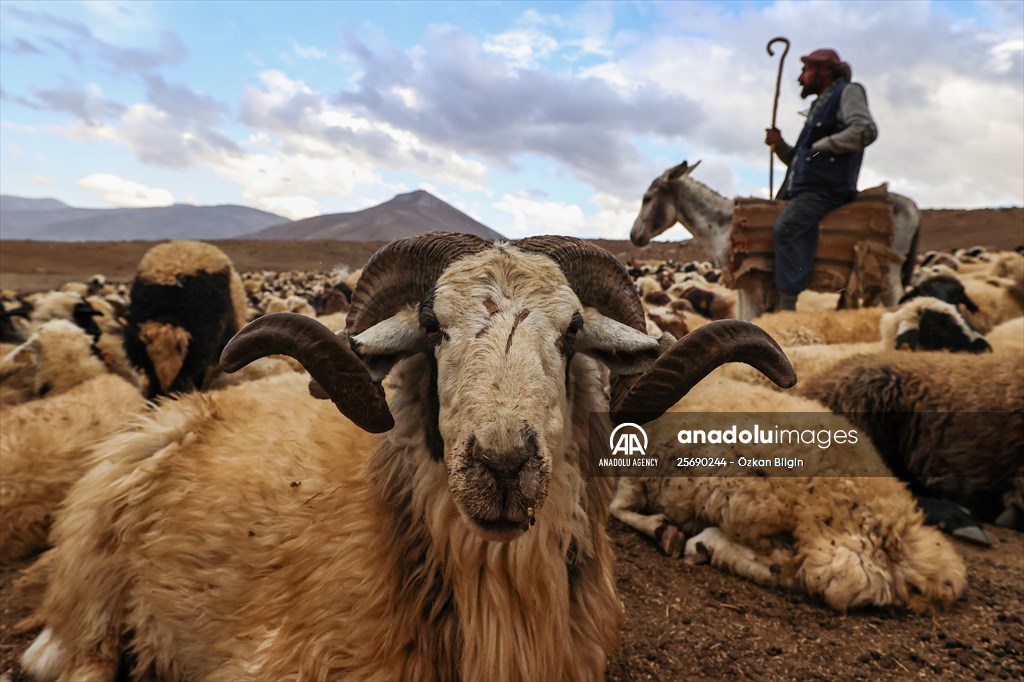 Flocks of sheep being brought down from highlands of Van before winter season