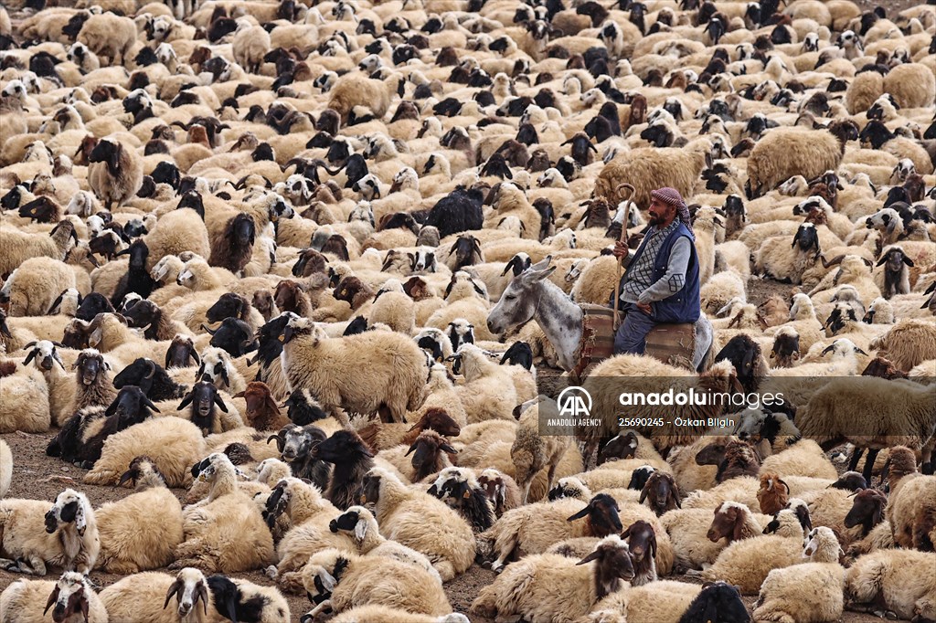 Flocks of sheep being brought down from highlands of Van before winter season