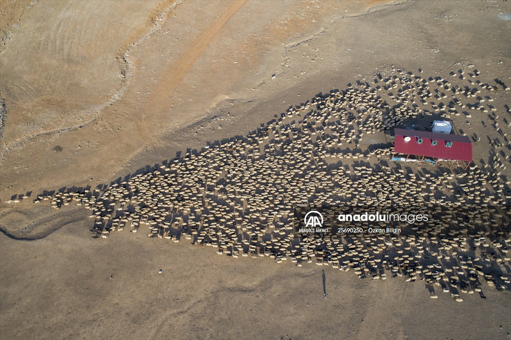 Flocks of sheep being brought down from highlands of Van before winter season