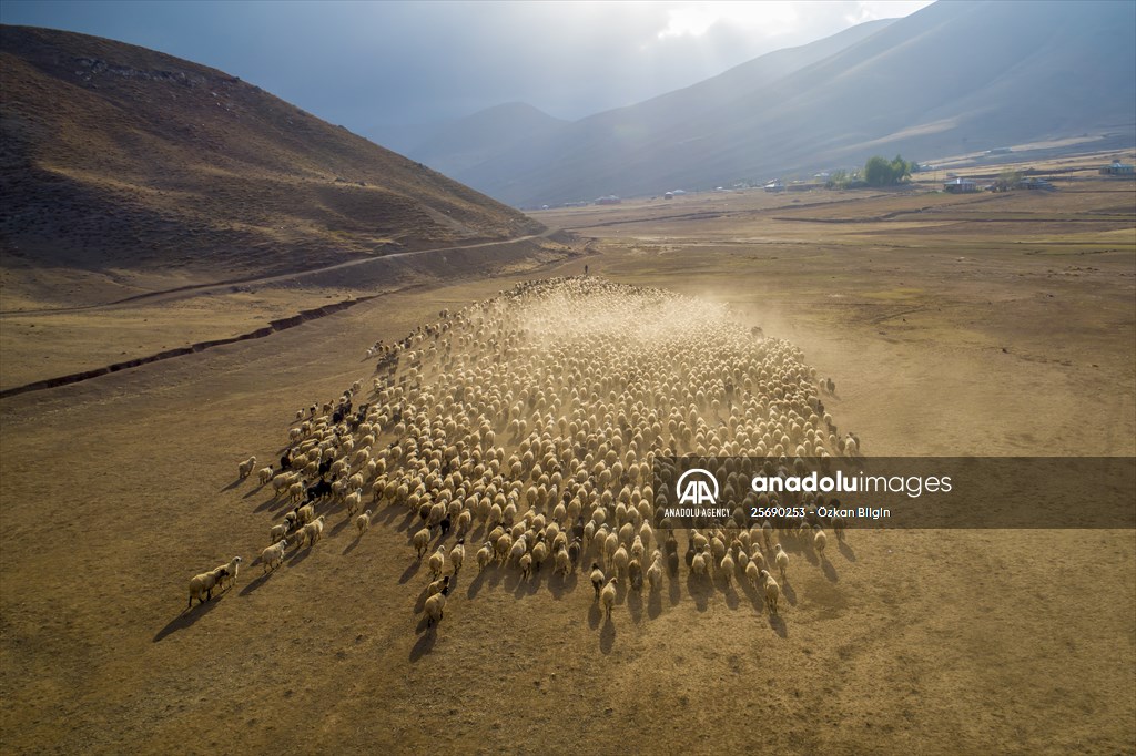 Flocks of sheep being brought down from highlands of Van before winter season