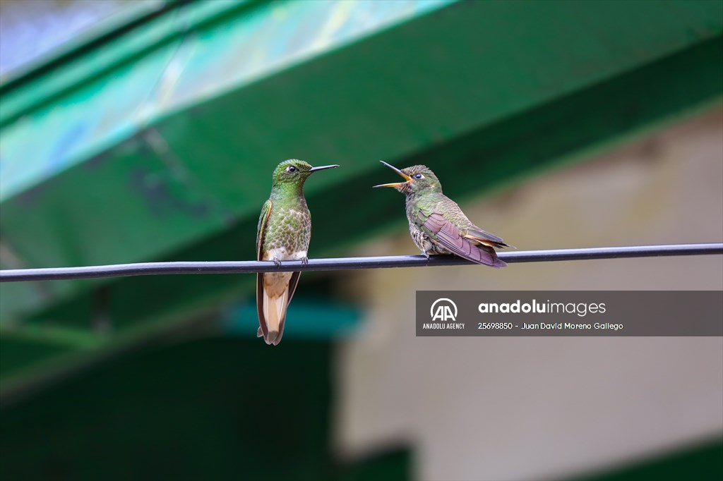 Hummingbirds and other birds around Manizales, Colombia