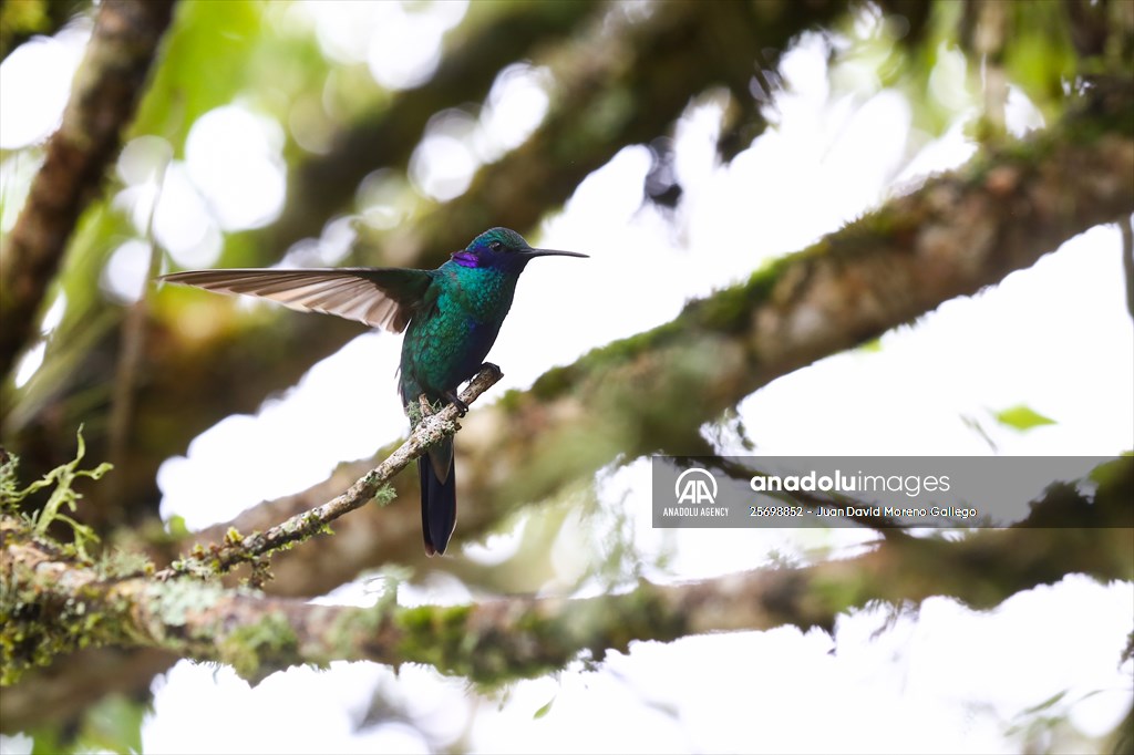 Hummingbirds and other birds around Manizales, Colombia