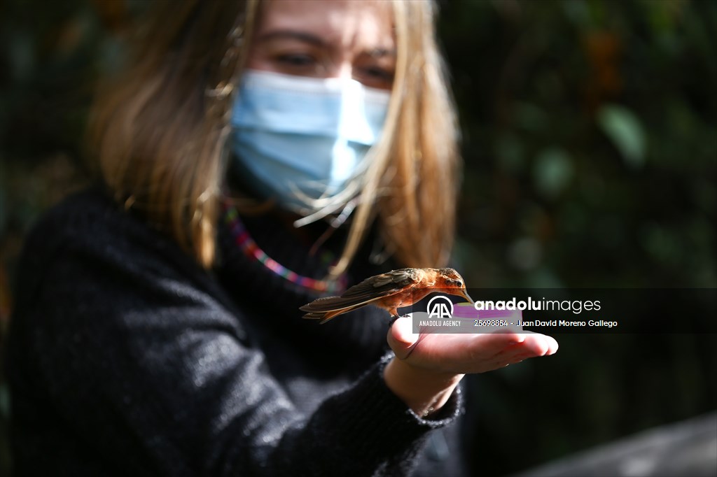 Hummingbirds and other birds around Manizales, Colombia