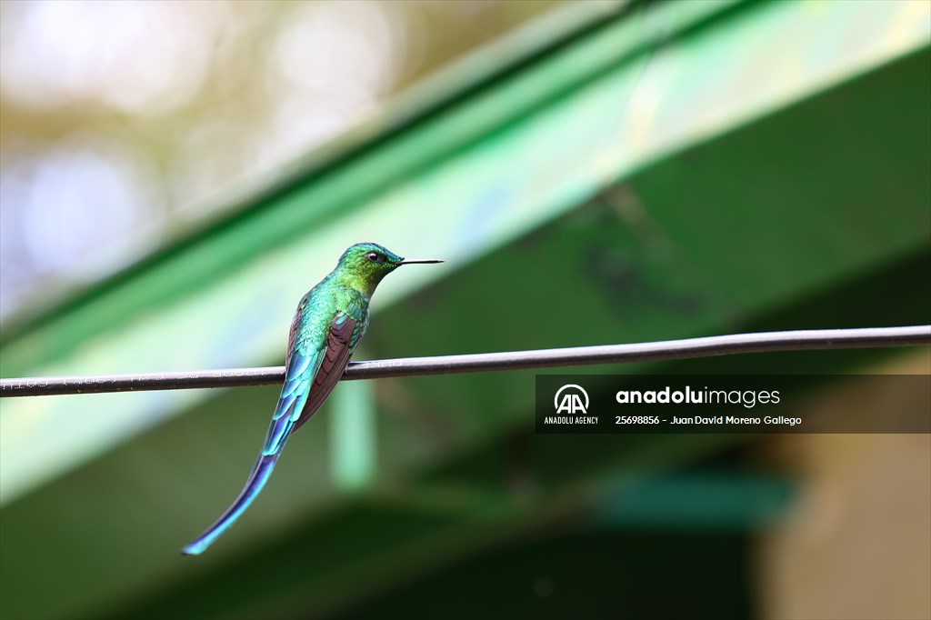 Hummingbirds and other birds around Manizales, Colombia