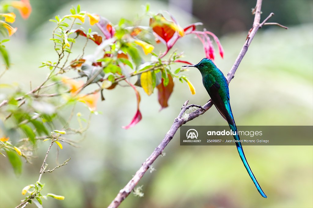 Hummingbirds and other birds around Manizales, Colombia