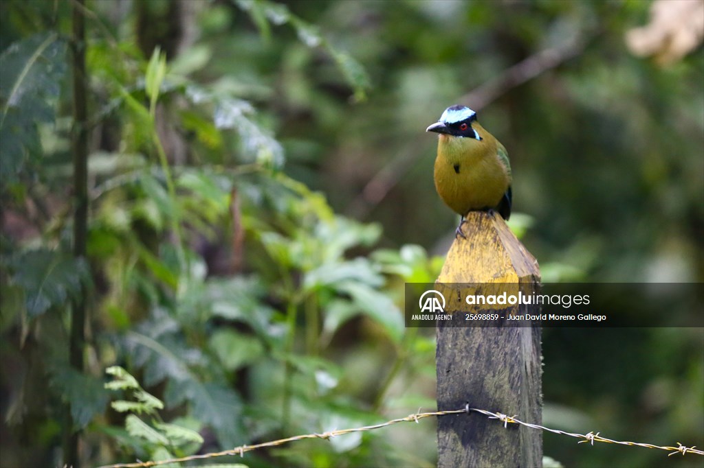 Hummingbirds and other birds around Manizales, Colombia