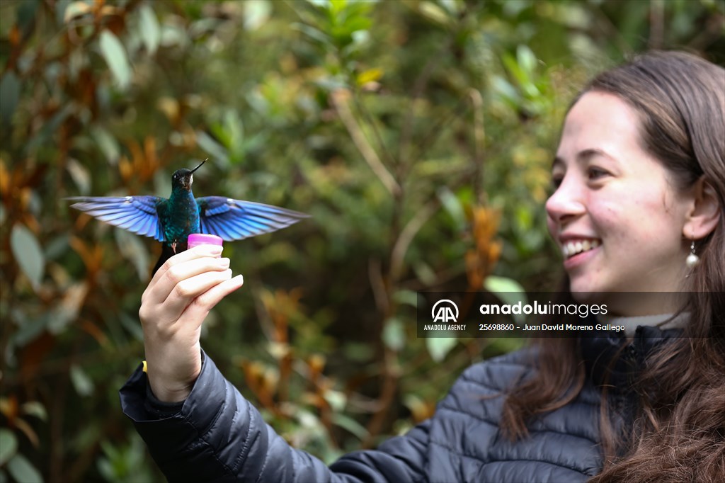 Hummingbirds and other birds around Manizales, Colombia