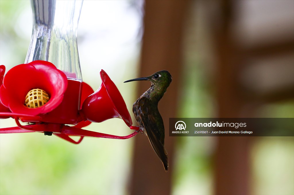 Hummingbirds and other birds around Manizales, Colombia