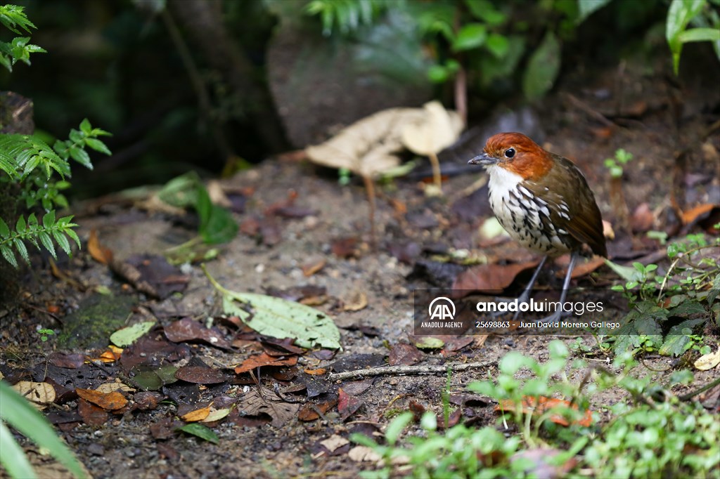 Hummingbirds and other birds around Manizales, Colombia