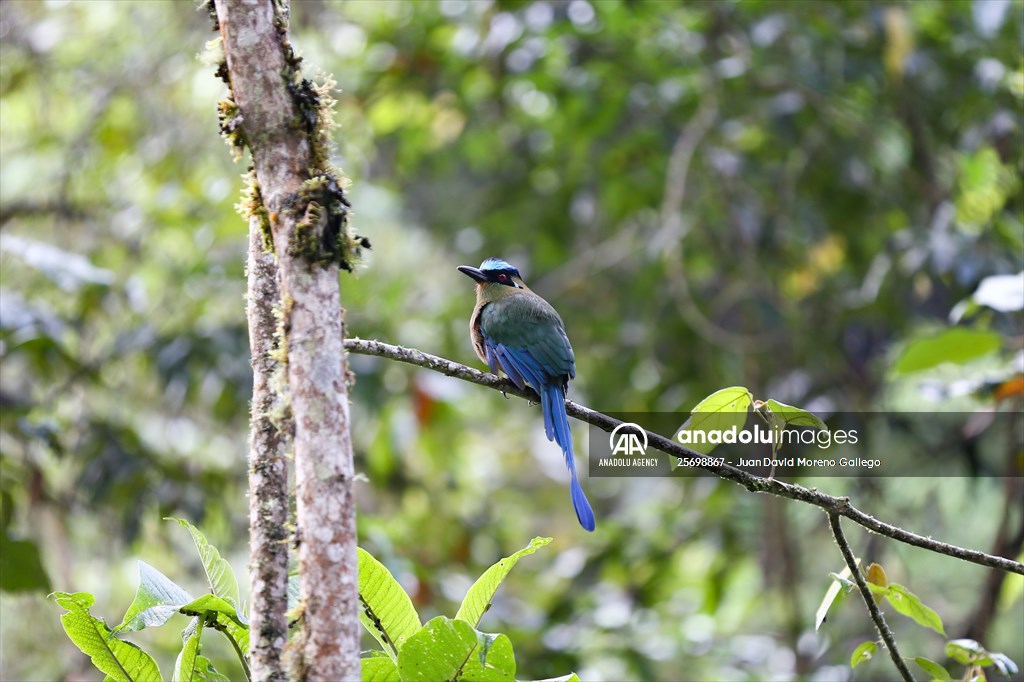 Hummingbirds and other birds around Manizales, Colombia