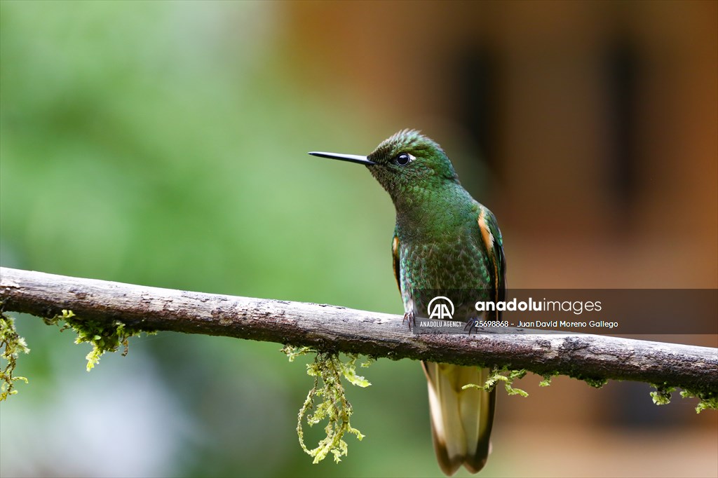 Hummingbirds and other birds around Manizales, Colombia