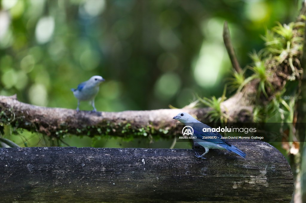 Hummingbirds and other birds around Manizales, Colombia