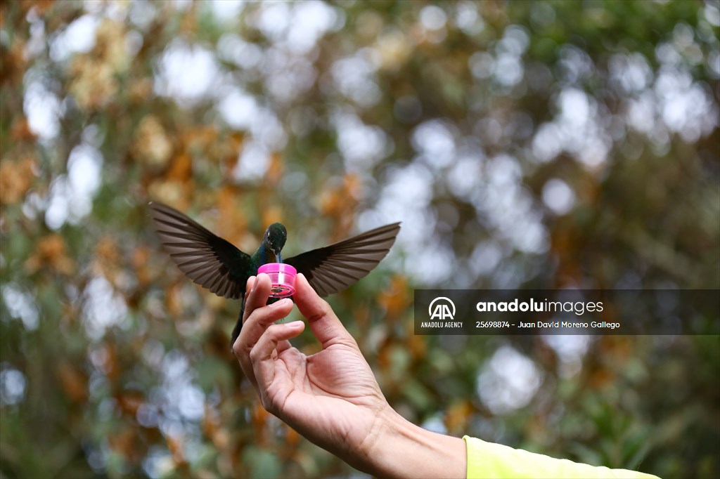 Hummingbirds and other birds around Manizales, Colombia