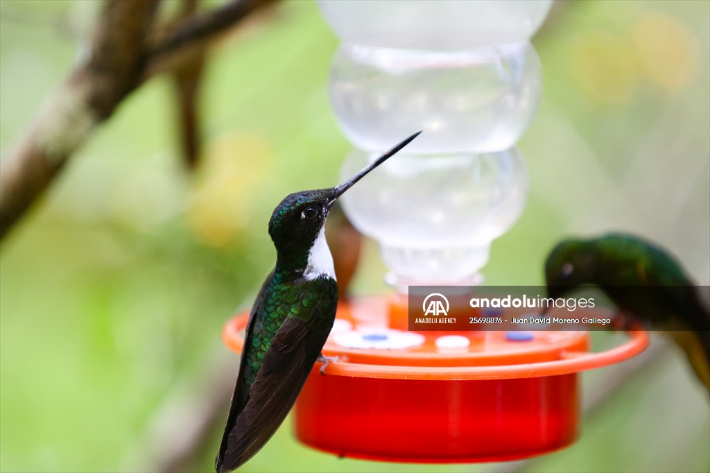 Hummingbirds and other birds around Manizales, Colombia