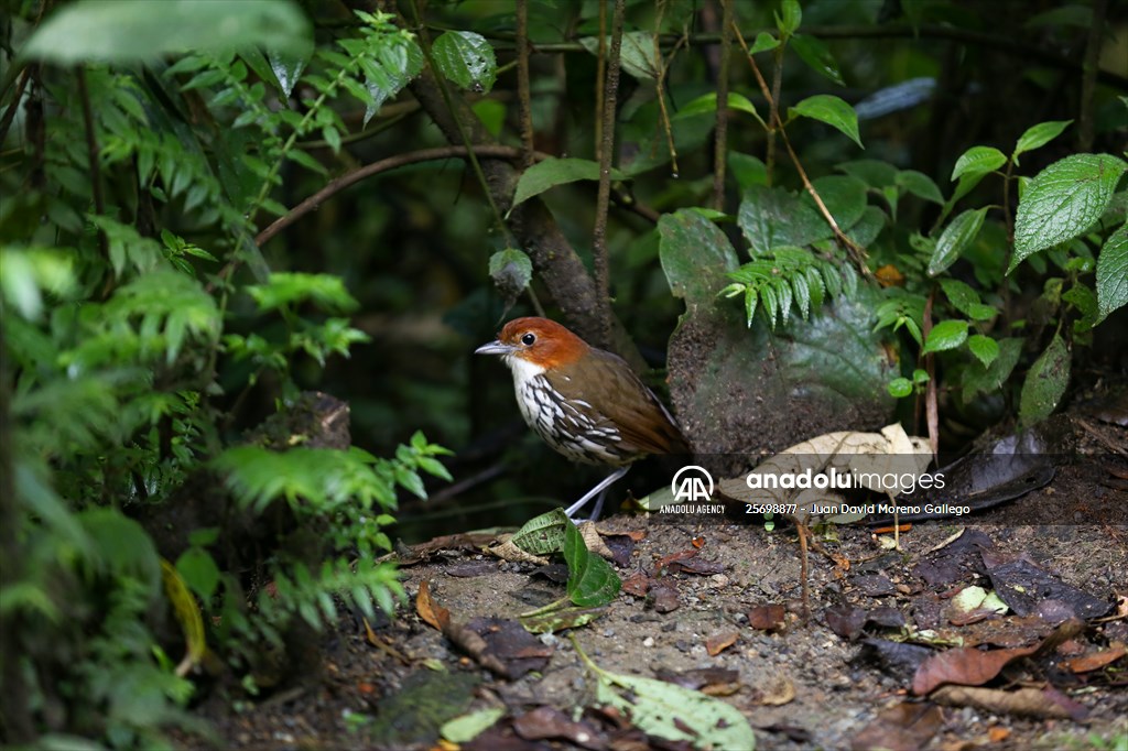 Hummingbirds and other birds around Manizales, Colombia