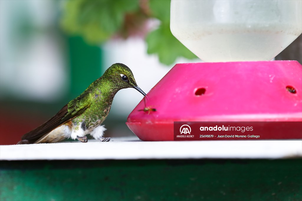 Hummingbirds and other birds around Manizales, Colombia