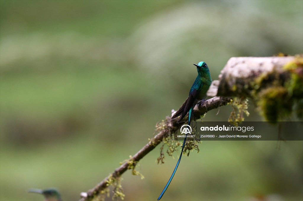 Hummingbirds and other birds around Manizales, Colombia