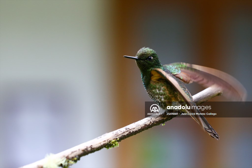 Hummingbirds and other birds around Manizales, Colombia