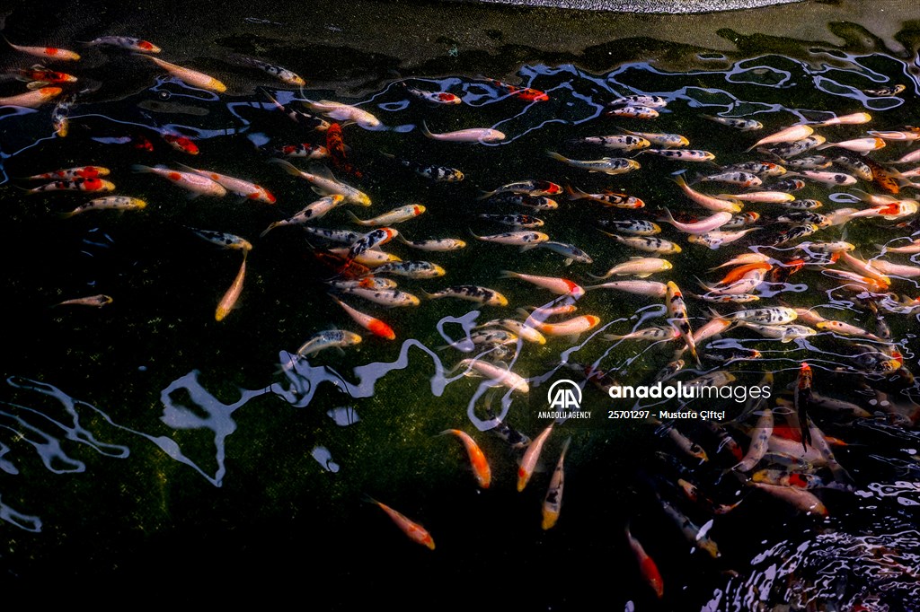 Goldfish farm in Antalya