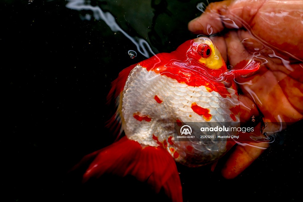 Goldfish farm in Antalya