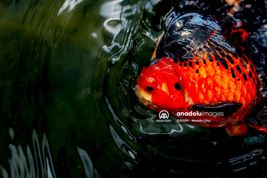 Goldfish farm in Antalya