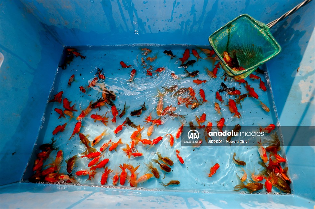 Goldfish farm in Antalya