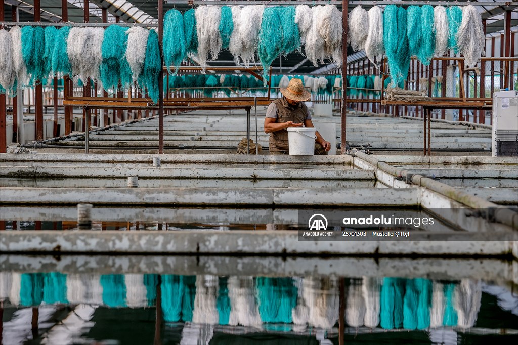 Goldfish farm in Antalya